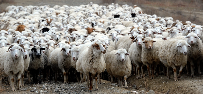 Молния убила более полутысячи овец на юге Грузии. ВИДЕО.