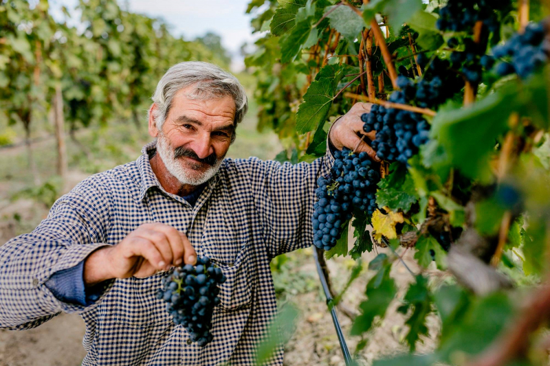 В Кахетии переработано до 150 тысяч тонн винограда
