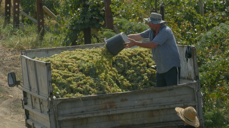 В Кахетии переработано до 73 тысяч тонн винограда – ртвели входит в активную фазу