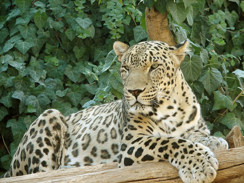 В заповеднике Грузии впервые за 12 лет появился леопард