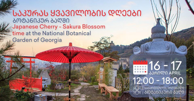 Тбилисский ботанический сад проведет дни цветения сакуры
