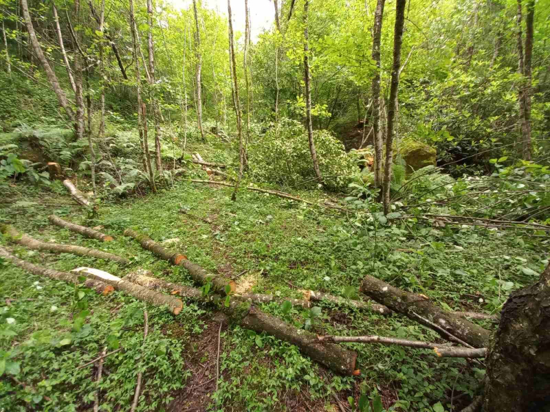 Борьба с вырубкой лесов в Грузии: закрыты 13 незаконных лесопилок
