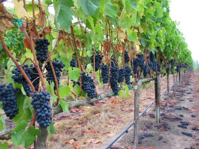 В Рача завершился ртвели – сбор урожая винограда