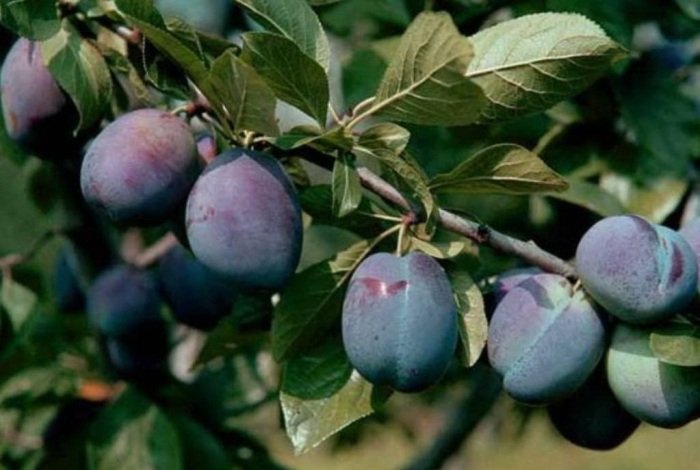 Россельхознадзор нашел в сливах из Грузии «восточную плодожорку»