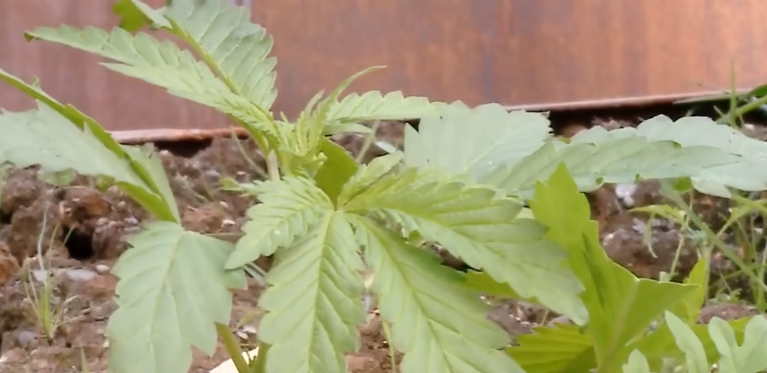 Плантация марихуаны обнаружена на муниципальных клумбах в Озургети