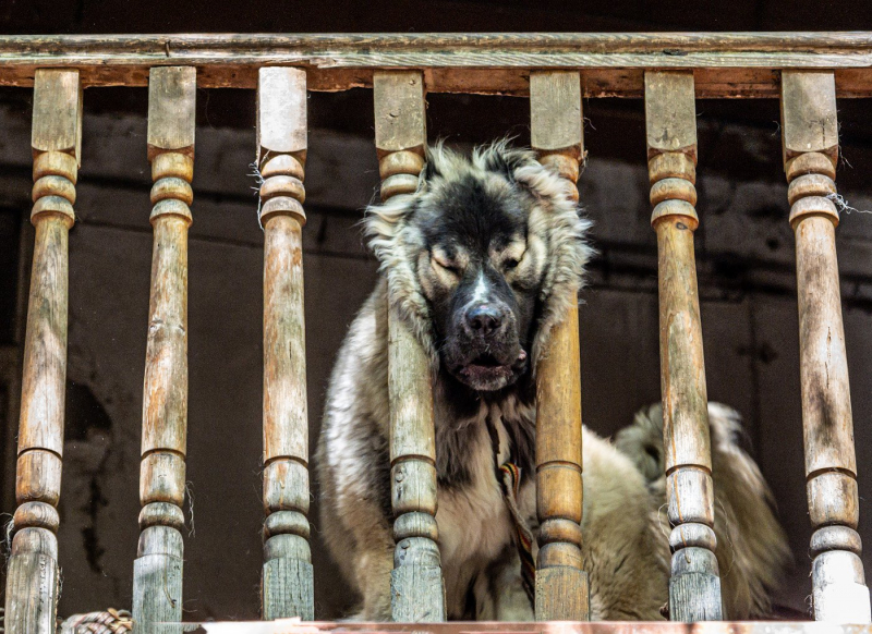В Грузии в семь раз хотят увеличить штрафы за выгул собак без поводка