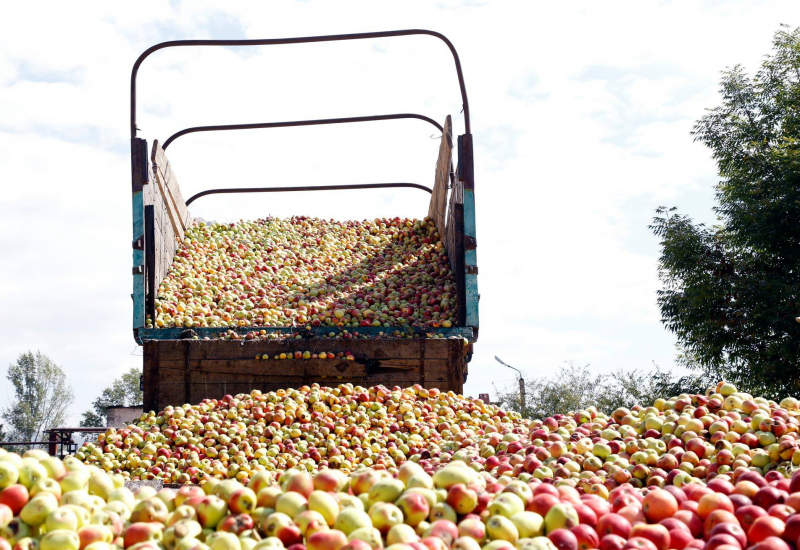 В Грузии в этом году соберут 120 тысяч тонн яблок – почти половина будут нестандартными