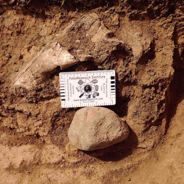 Археологи обнаружили новый очаг гоминидов на юге Грузии 