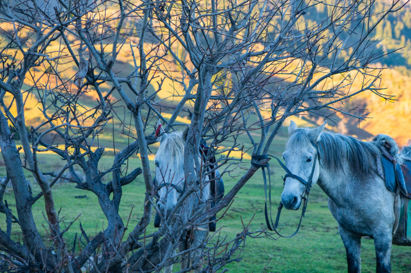 В горах Аджарии построят конный манеж для туристов