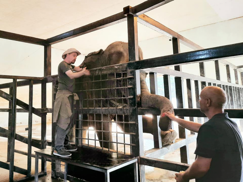 В Тбилисском зоопарке проводят тренинги для слонов. ФОТО