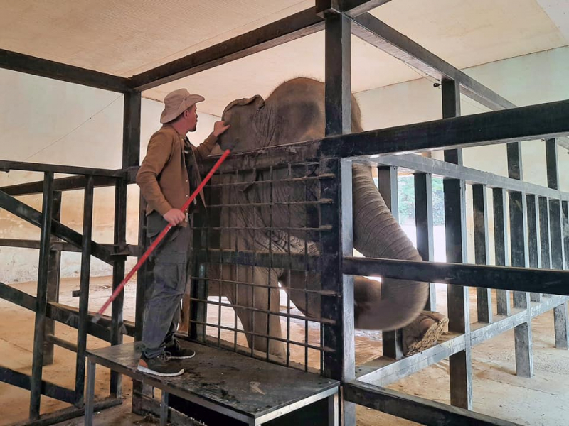 В Тбилисском зоопарке проводят тренинги для слонов. ФОТО