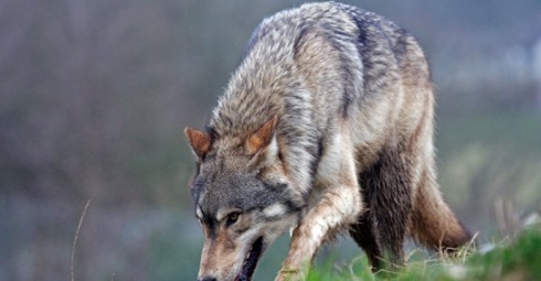 Волк покусал трех человек в селе на западе Грузии 