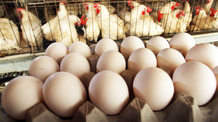 Все производители яиц в Грузии должны будут пройти авторизацию
